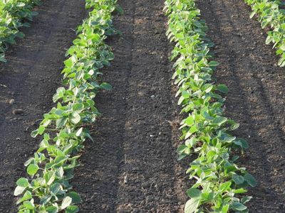 Soybeans Correct Back Lower on Wednesday